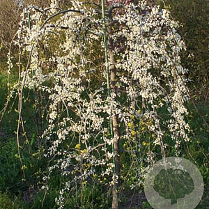 Cercis can. 'Vanilla Twist' 8-10 HO draadkluit