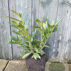 Prunus l. 'Caucasica' 40-50 cm met kluit