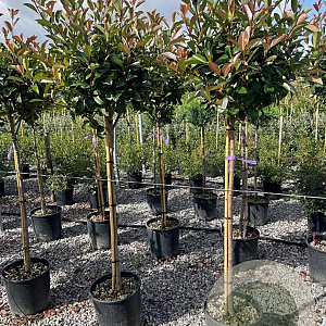 Photinia fraseri 'Red Robin' halfstam 18L