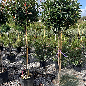 Photinia fraseri 'Red Robin' halfstam 18L