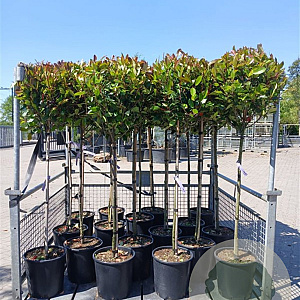 Photinia fraseri 'Red Robin' halfstam container