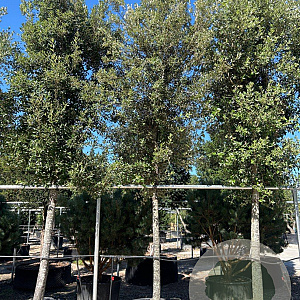 Quercus ilex 30-35 HO container piramide