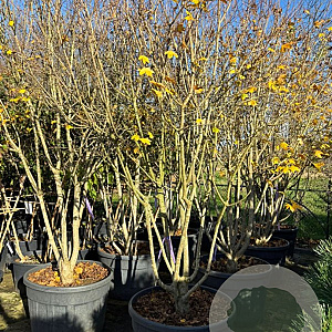 Acer campestre 250-300 cm container Multistam