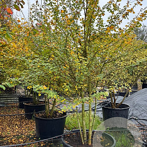 Acer campestre 300-350 cm cont. 285L meerstammig