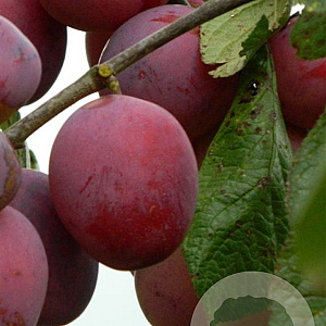 Prunus d. 'Opal' 8-10 HO wortelgoed