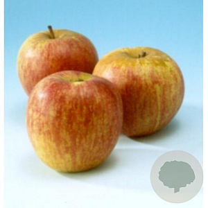 Malus d. 'Rode Dijkmanszoet' 8-10 HO wortelgoed