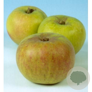 Malus d. 'Lemoen' 8-10 HO wortelgoed