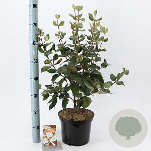 Viburnum burkw. 'Anne Russell' 50-60 cm 5,0L