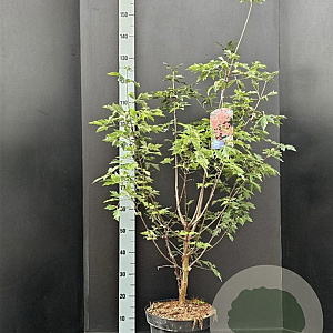 Acer griseum 80-100 cm 7,5L