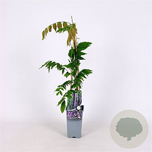Wisteria flor. 'Lawrence' 70 cm 2,0L
