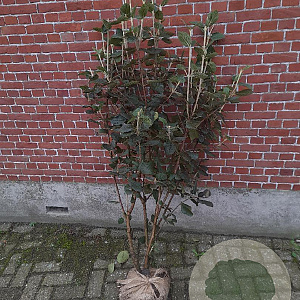 Viburnum lantana 100-125 cm met kluit struik meerstammig