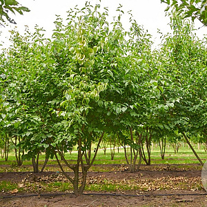 Cornus mas 300-350 cm draadkluit struik
