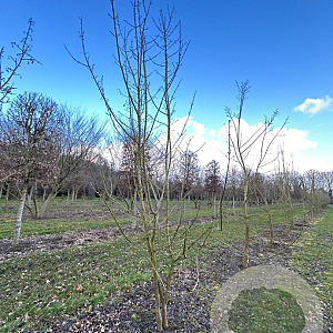 Acer campestre 350-400 cm draadkluit meerstammig 