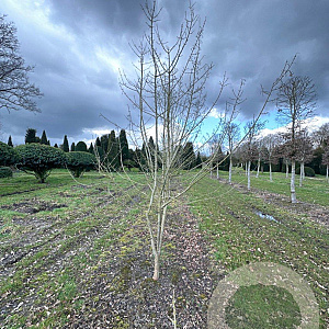Acer campestre 350-400 cm draadkluit meerstammig 