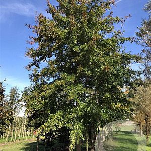 Quercus palustris 50-60 HO draadkluit