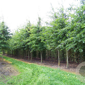 Quercus palustris 30-35 HO draadkluit
