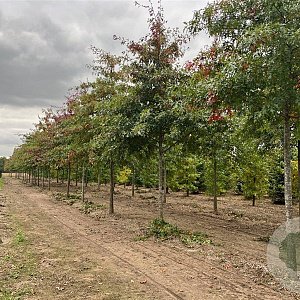 Quercus palustris 35-40 HO draadkluit