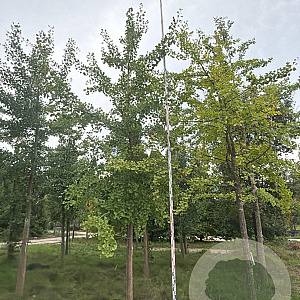 Ginkgo biloba 30-35 HO draadkluit
