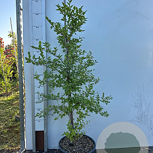 Styrax japonicus 80-100 cm 10L