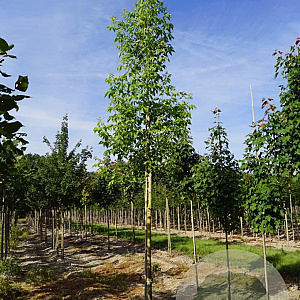 Acer negundo 18-20 HO draadkluit