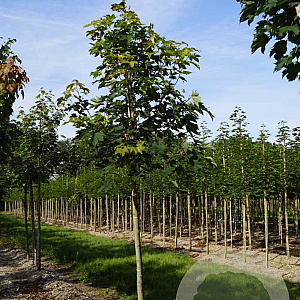 Acer pseudoplatanus 18-20 HO draadkluit