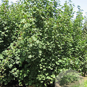Acer pseudoplatanus 350-400 cm draadkluit meerstammig 