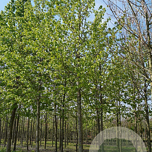 Corylus colurna 20-25 HO draadkluit