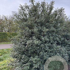 Osmanthus burkwoodii 200-250 cm draadkluit struik