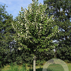 Tilia tomentosa 'Brabant' 20-25 HO draadkluit