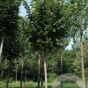 Tilia tomentosa 'Brabant' 20-25 HO draadkluit