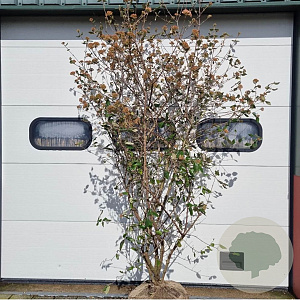 Viburnum burkwoodii 200-250 cm draadkluit struik