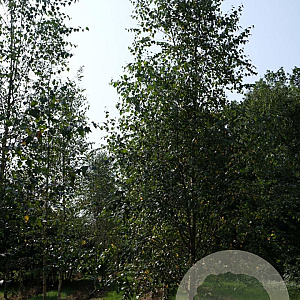 Betula pendula 18-20 HO draadkluit