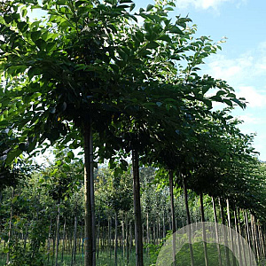 Ulmus 'Columella' 16-18 HO draadkluit
