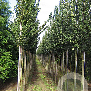 Ulmus 'Columella' 14-16 HO draadkluit