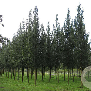 Ulmus 'Columella' 35-40 HO draadkluit