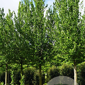 Ulmus 'Columella' 35-40 HO draadkluit