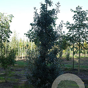 Quercus hispanica 'Fulhamensis' 16-18 HO draadkluit geveerd