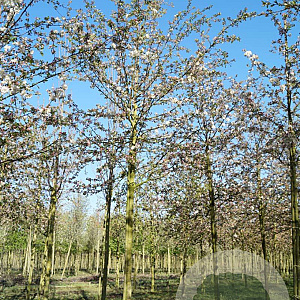Malus 'Evereste' 18-20 HO draadkluit