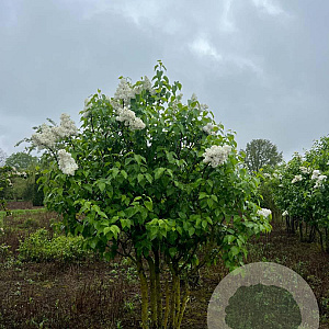 Syringa v. 'Souv. d'Alice Harding' 200-250 cm draadkluit struik