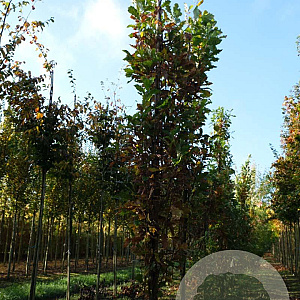 Quercus rob. 'Fastigiate Koster' 14-16 HO draadkluit geveerd