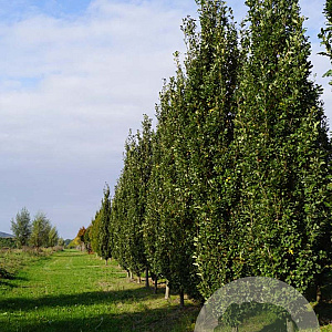 Quercus rob. 'Fastigiate Koster' 35-40 HO draadkluit geveerd