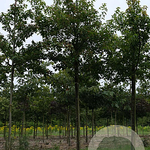 Acer tataricum ginnala 12-14 HO draadkluit