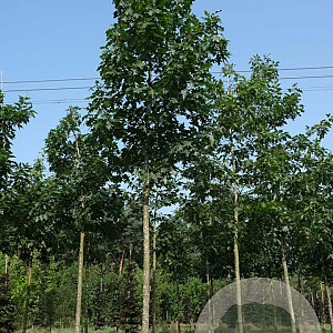 Quercus rubra 20-25 HO draadkluit