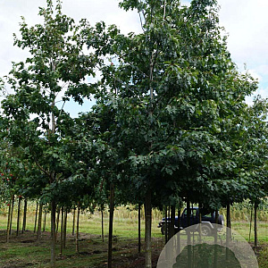 Quercus rubra 25-30 HO draadkluit