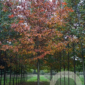 Quercus rubra 35-40 HO draadkluit