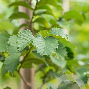 Ulmus Lutece 16-18 HO draadkluit