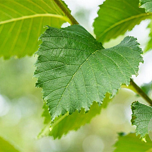 Ulmus Lutece 16-18 HO draadkluit