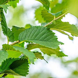 Ulmus Lutece 16-18 HO draadkluit