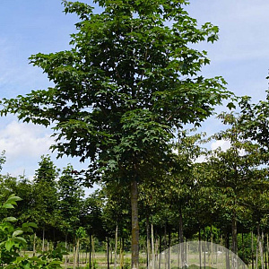 Acer rubrum 'Autumn Flame' 18-20 HO draadkluit