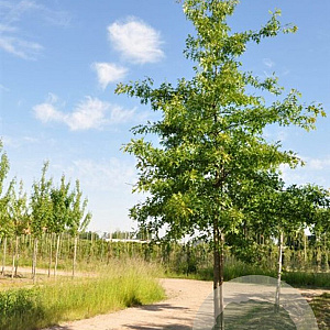Quercus nigra 20-25 HO draadkluit